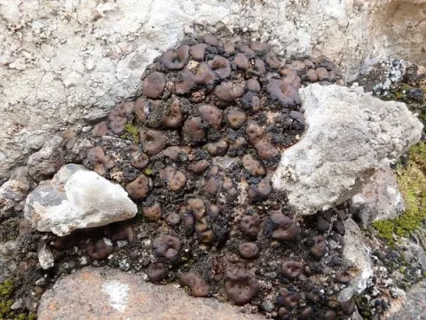 Gloeoheppiaceae