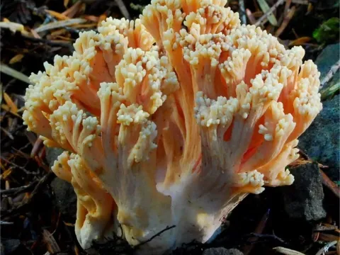Ramaria root rot