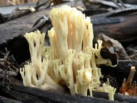Upright coral fungus