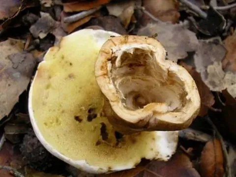 Gyroporaceae