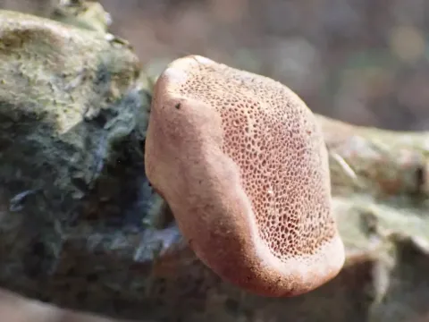 Hapalopilus