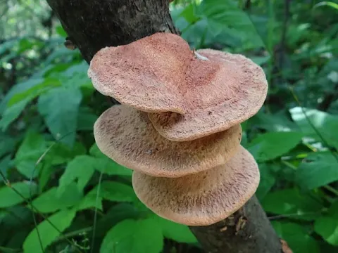 Гапалопілус рудий