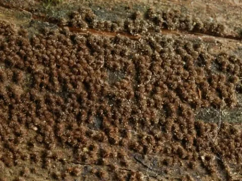 Echinosphaeria