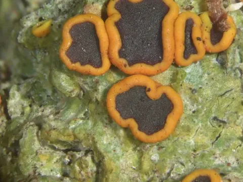 Letrouitiaceae