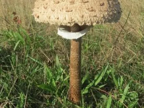 Parasol mushroom