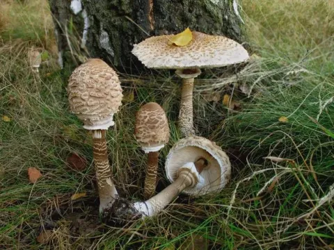 Shaggy parasol