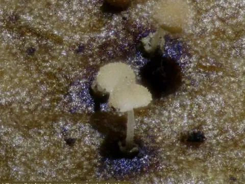 Physalacria