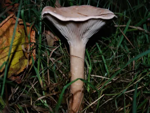 Clitocybe geotropa