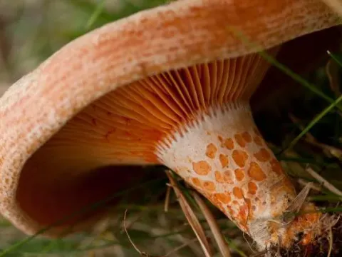 Saffron milk cap