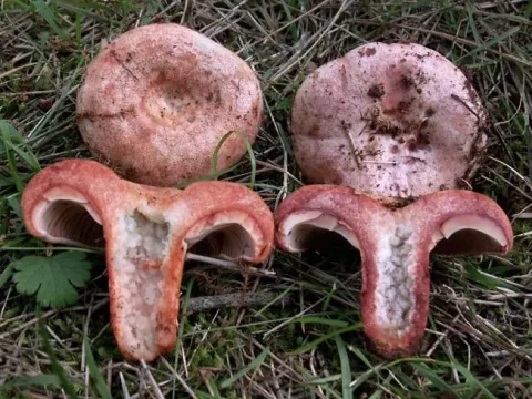 Bleeding milk cap