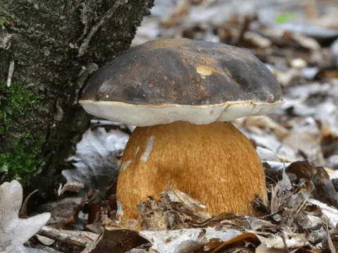 Bronze bolete