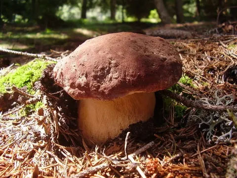 Pine bolete