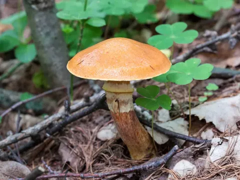 Маслюк модриновий