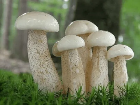 White Suillus