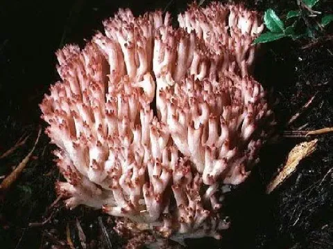 Ramaria botrytis