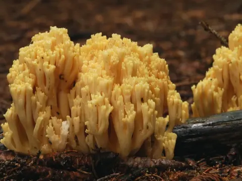 Coral fungus