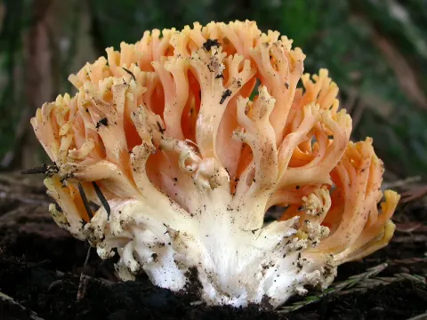 Рамария красивая