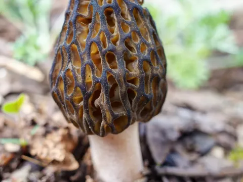 Delicious morel