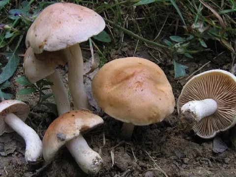 Hebeloma