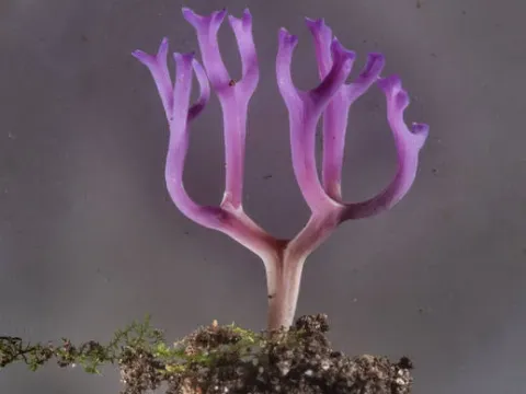 Ramariopsis