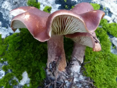 Rhodocybe