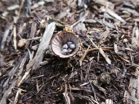 Cyathus