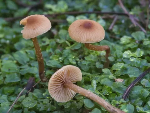 Наукория