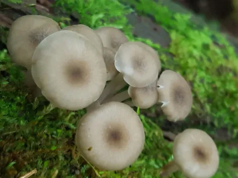Clitocybula