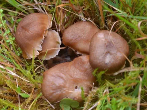 Camarophyllopsis