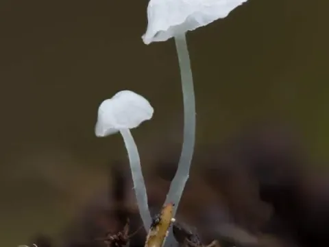 Omphalia tralucida