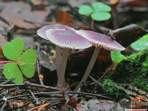 Mycena