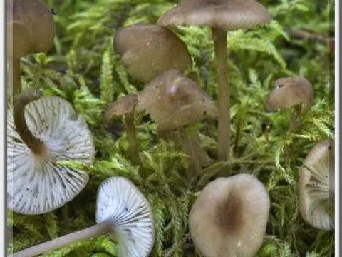 Hydropus