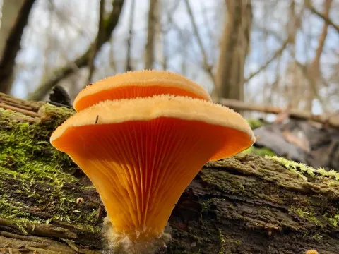 Phyllotopsis