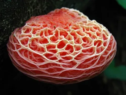 Rhodotus