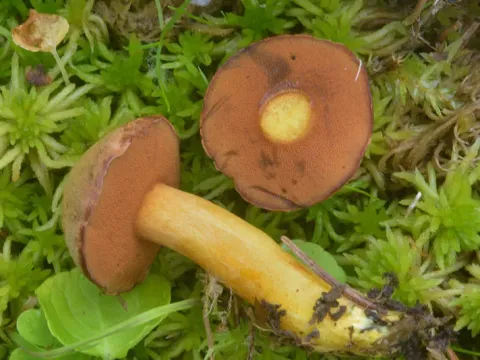 Chalciporus