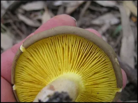 Филлопорус