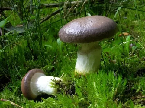 Gomphidius