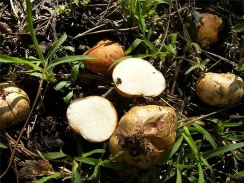 Rhizopogon fungi