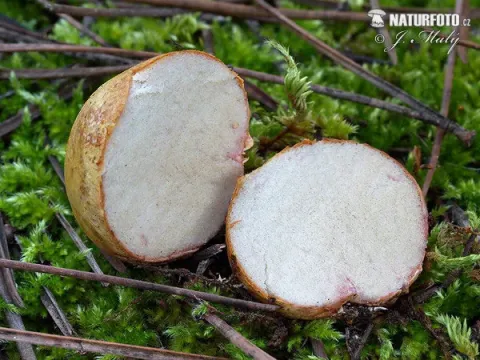 Rhizopogon