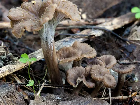 Pseudocraterellus