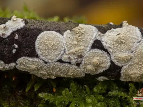 Basidioradulum radula