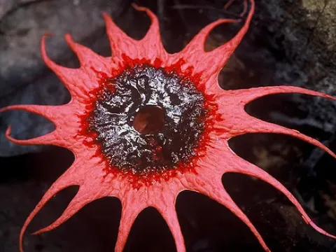 Aseroe rubra