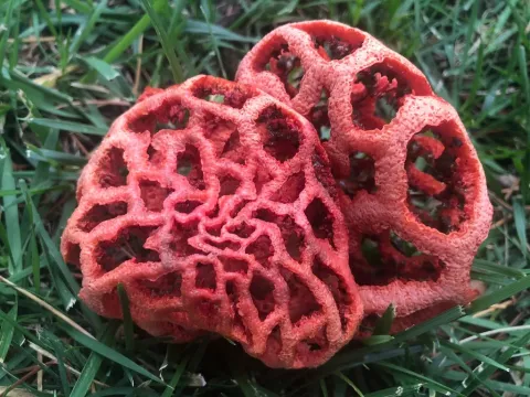 Clathrus ruber