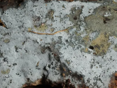 Byssocorticium