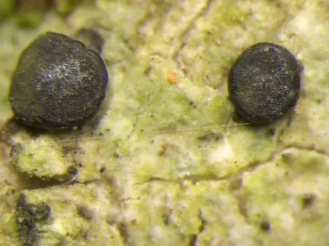 Megalaria grossa