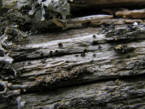 Megalospora