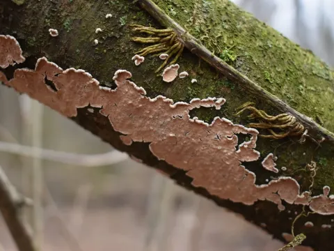 Cylindrobasidium evolvens