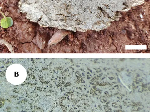 Xenasmataceae fungi