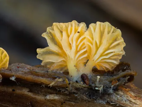 Stypella