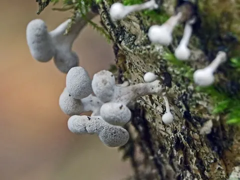 Phleogenaceae